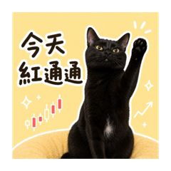 鼻鼻是一隻沈迷於金融市場的黑貓
