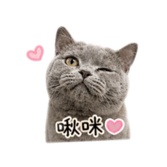 島灰灰cat