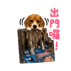 汪。米格魯3