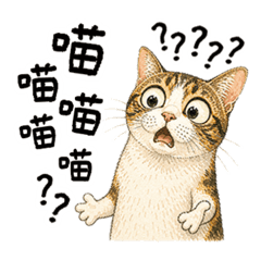 LAZY老貓
