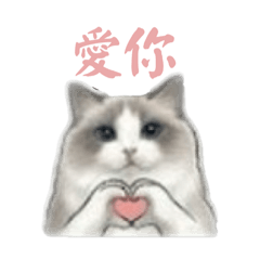 七醬是隻貓