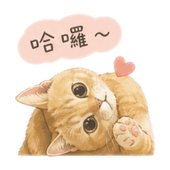 橘喵喵的生活用語