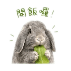 垂耳兔芋頭-2