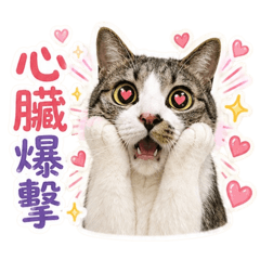 黃道吉日的黃道吉5