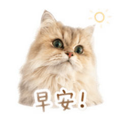 No醬日常