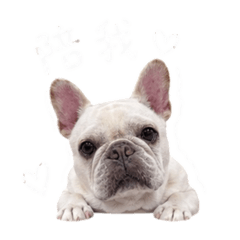 豆豆好Q