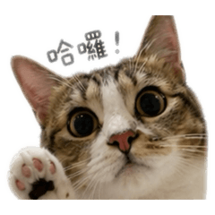Momo 糖糖