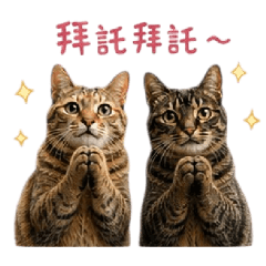 小花與小喵日常生活