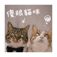 家有二貓⋆✮˚.｜日常篇