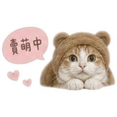 咪呀是隻傲嬌貓貓
