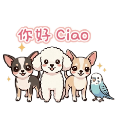 吉娃娃吉祥一家人 GiShang the family 06