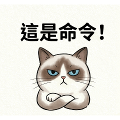 西西是隻布偶貓1