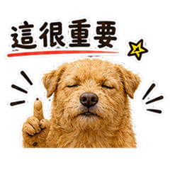小乖的個性語