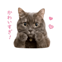 chizudesyo_20260512152028