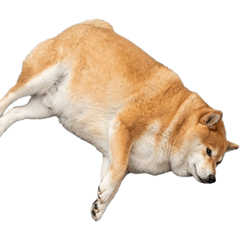 BIG! 萬丸柴犬真人表演