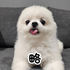 Ponyo Puppy Mood