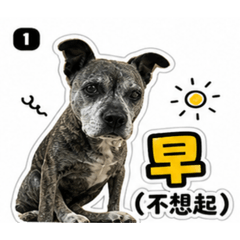 可愛的張拉拉