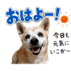 raccoon.tanda_20260512153730