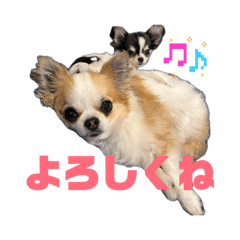 rabbit_20260512154348