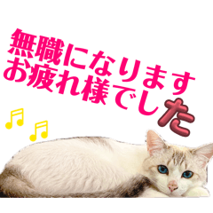 KOJIMAREN_20260512155421