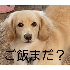 pikapika_20260512154751