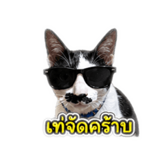 Little Meow1309