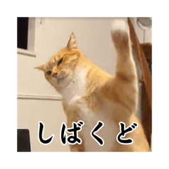 hatahata_20260512155649