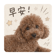 Money汪