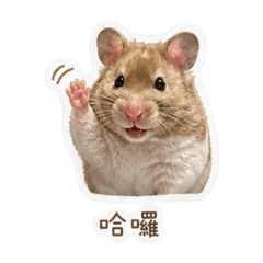 Snubob鼠寶貝