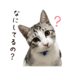 Hachi_20260512164731