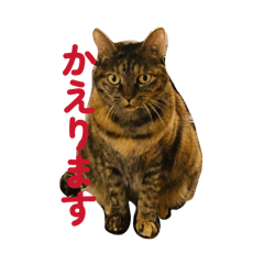 Yuzu_20260512172014