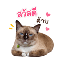Somsri the fat cat