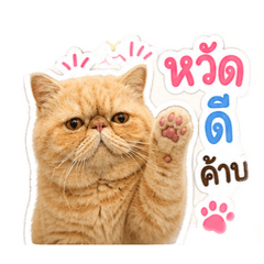 Aommee_20260502125235