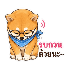 Four-eyed Shiba