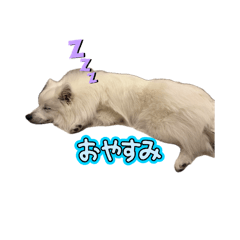 masa suzu_20260512173026