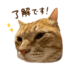 kenzu_20260512