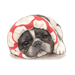 French bulldog"Louga"