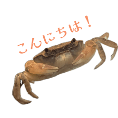 kani_20260512174524