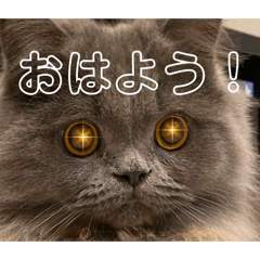 roynosuke_20260512180031