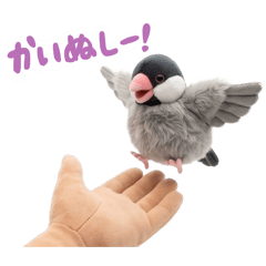Fluffy Java Sparrow Lives With A Hand