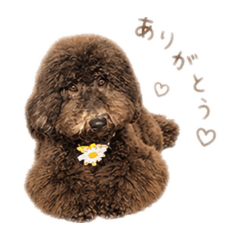 KAEDE_20260512182629