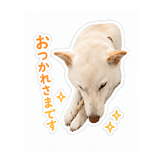 shiroshiba_Rin