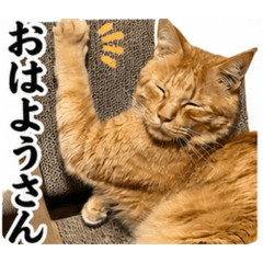 necosamurai_20260512183906