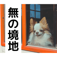 hachiko_20260512183352