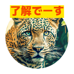 roro_sagamino