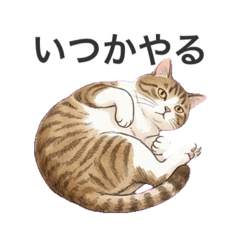 kijitora2424_20260512200349