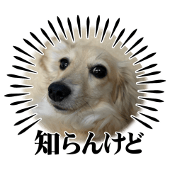 Yuki_20260512200825