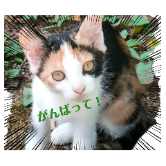 nekomin_20260512200134