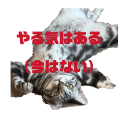 OiLab_20260512201312