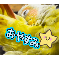kirara_20260512221759